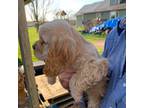 Cocker Spaniel Puppy for sale in Sand Lake, MI, USA