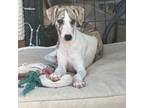 Whippet Puppy for sale in Pike Road, AL, USA