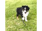 Australian Shepherd Puppy for sale in Vail, IA, USA