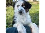 Australian Shepherd Puppy for sale in Vail, IA, USA