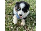 Australian Shepherd Puppy for sale in Vail, IA, USA