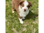 Australian Shepherd Puppy for sale in Vail, IA, USA