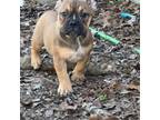 Mutt Puppy for sale in Hartford, CT, USA