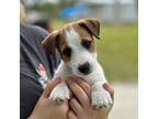 Parson Russell Terrier Puppy for sale in Bokeelia, FL, USA
