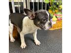 French Bulldog Puppy for sale in Homestead, FL, USA