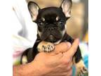 French Bulldog Puppy for sale in Emporia, KS, USA