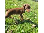 Doberman Pinscher Puppy for sale in Kokomo, IN, USA