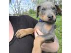 Doberman Pinscher Puppy for sale in Kokomo, IN, USA