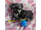 Schnauzer (Miniature) Puppy for sale in Kosse, TX, USA