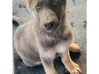 German Shepherd Dog Puppy for sale in Allentown, PA, USA
