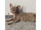 French Bulldog Puppy for sale in Des Moines, IA, USA