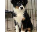 Australian Shepherd Puppy for sale in Buckeye, AZ, USA