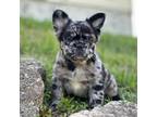 French Bulldog Puppy for sale in Warrenton, MO, USA