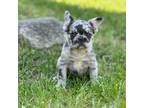 French Bulldog Puppy for sale in Warrenton, MO, USA