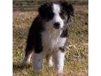 Miniature Australian Shepherd Puppy for sale in Keota, IA, USA