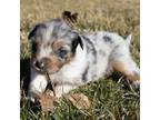 Miniature Australian Shepherd Puppy for sale in Keota, IA, USA