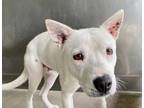 Adopt POLKA a Pit Bull Terrier, Mixed Breed
