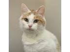 Adopt Quirky a Domestic Short Hair