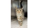 Adopt Treasure a Domestic Short Hair