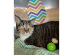 Adopt Strawberry a Domestic Short Hair