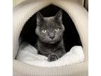 Adopt TRUDY a Domestic Short Hair