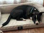 Adopt SYLVIA a Border Collie, Mixed Breed