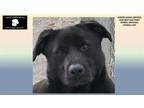 Adopt JAMIE a Labrador Retriever, Mixed Breed