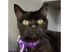 Emerald, Domestic Shorthair For Adoption In Grayslake, Illinois
