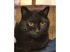 Miss Mambo, Domestic Shorthair For Adoption In Grayslake, Illinois