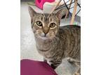 Frida Kahlo, Domestic Shorthair For Adoption In Madison, Wisconsin