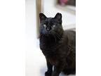 Black Beauty, Domestic Shorthair For Adoption In Grayslake, Illinois