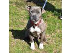 Adopt Ada a Staffordshire Bull Terrier