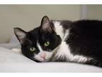 Justice, Domestic Shorthair For Adoption In Grayslake, Illinois