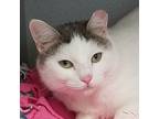 Diamond, Domestic Shorthair For Adoption In Grayslake, Illinois