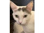 Autumn, Domestic Shorthair For Adoption In Monrovia, California