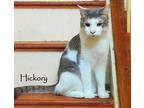 Hickory, Domestic Shorthair For Adoption In Culpeper, Virginia