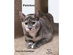 Patches, Domestic Shorthair For Adoption In Alamo, California