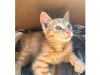 Riey, Domestic Shorthair For Adoption In Monrovia, California