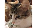 Charlotte, Domestic Shorthair For Adoption In Ladson, South Carolina