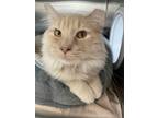 Spice, Domestic Longhair For Adoption In Madison, Wisconsin