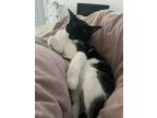 Chester, Domestic Shorthair For Adoption In Toronto, Ontario