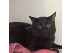 Stavros, Domestic Shorthair For Adoption In Madison, Wisconsin