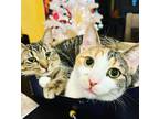 Robin *must Be Adopted With Goose*, Domestic Shorthair For Adoption In Toronto