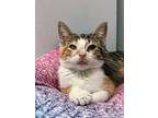 The "october Kittens", Domestic Shorthair For Adoption In Cranston, Rhode Island