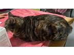 Kandy (beautiful And Shy), Domestic Shorthair For Adoption In Lewistown
