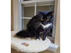 Lovena, Domestic Mediumhair For Adoption In Ladson, South Carolina