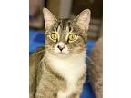 Gretchen, Domestic Shorthair For Adoption In West Cornwall, Connecticut