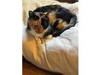 Olivia, Domestic Shorthair For Adoption In Whitewater, Wisconsin