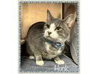 Hunk, Domestic Shorthair For Adoption In Holly Springs, Georgia