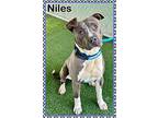 Niles, American Staffordshire Terrier For Adoption In Holly Springs, Georgia